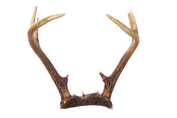 Whitetail Deer Antlers — Stock Photo, Image