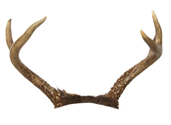Kluven whitetail buck horn — Stockfoto