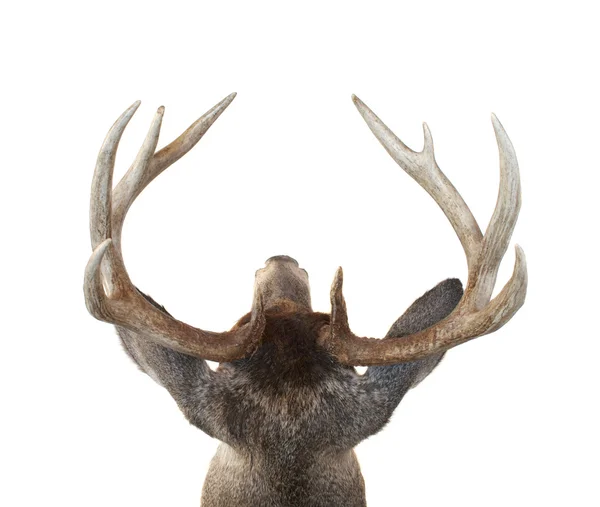 Whitetail rådjur buck huvud från ovan — Stockfoto