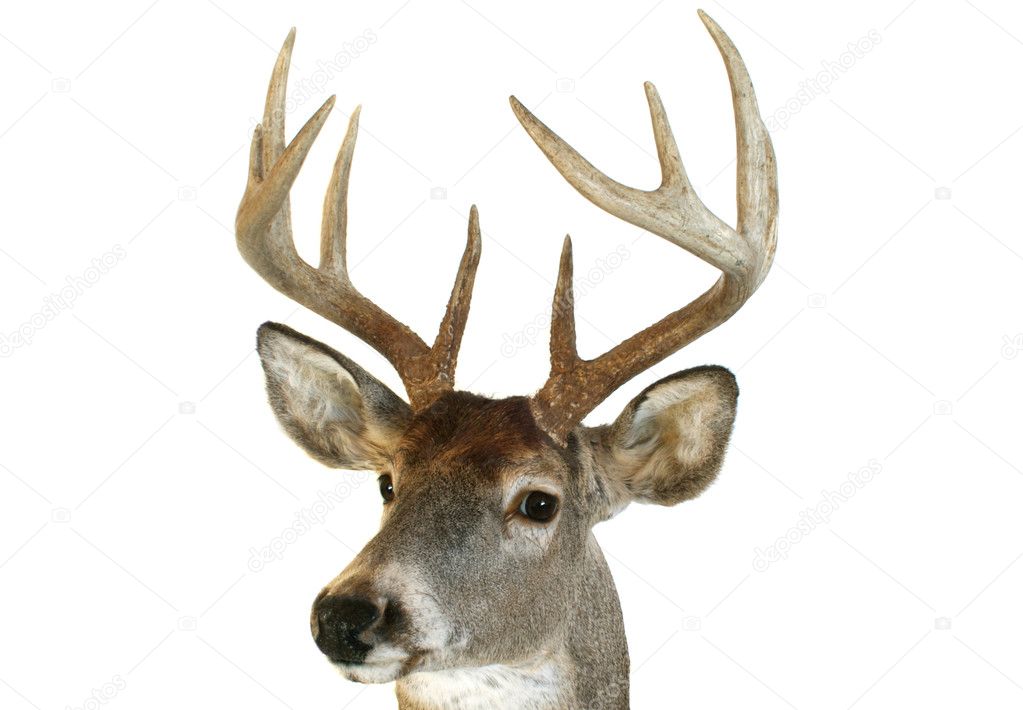 Whitetail head close up