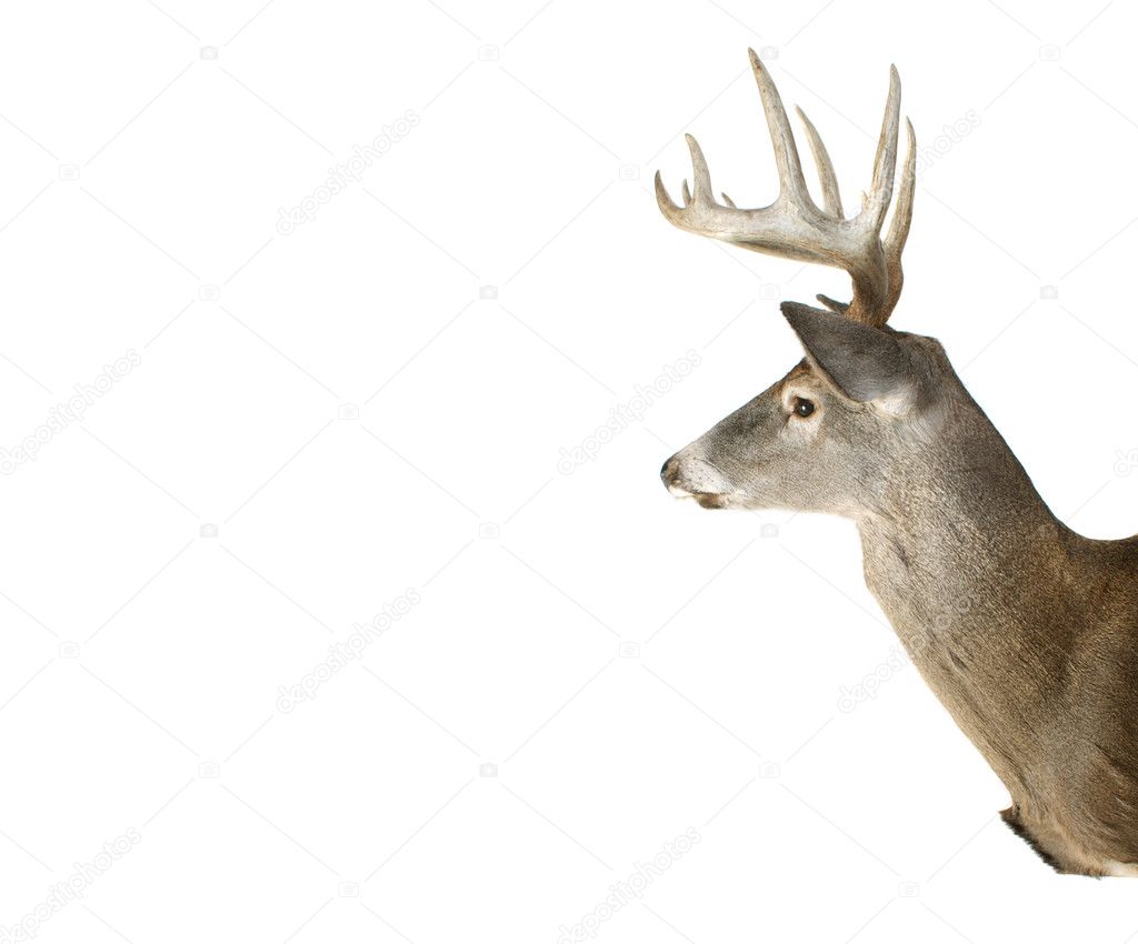monster whitetail deer buck head