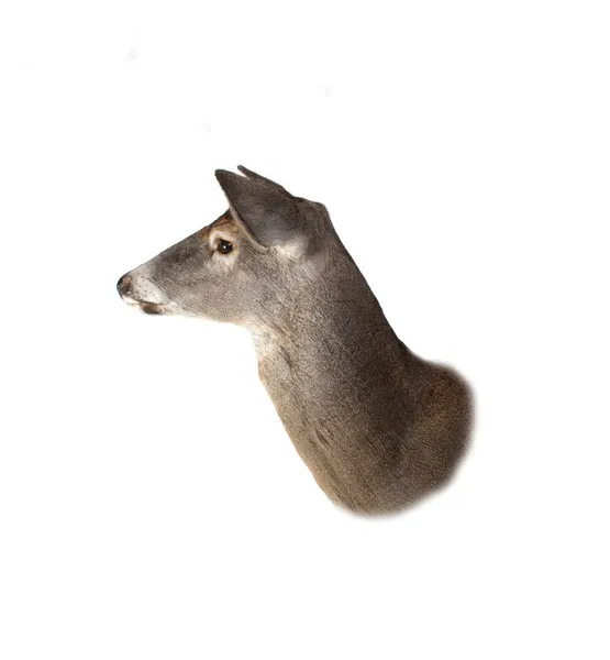 Cola blanca Perfil de la cabeza de ciervo Fulano —  Fotos de Stock