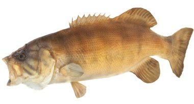 Smallmouth Bass Side View clipart