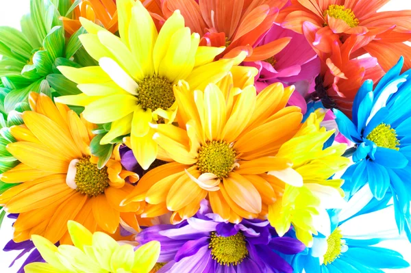 stock image Vibrant Multicolored Daisy Background