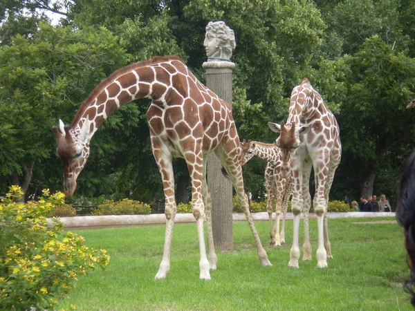 Giraffe in Holland — Stock Photo, Image