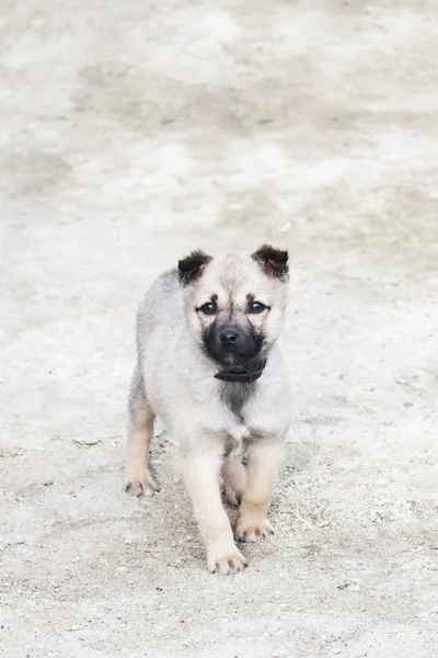 Şirin köpek.