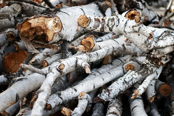 stock image Cut birch tree trunks