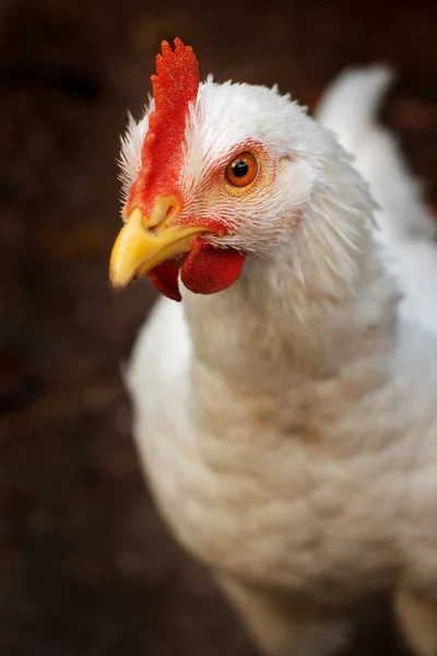Closeup of white chicken — Stock Photo, Image