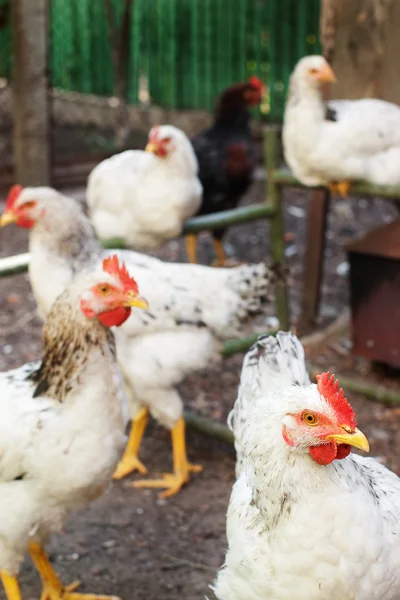 Lots of chickens with selective focus — Stock Photo, Image