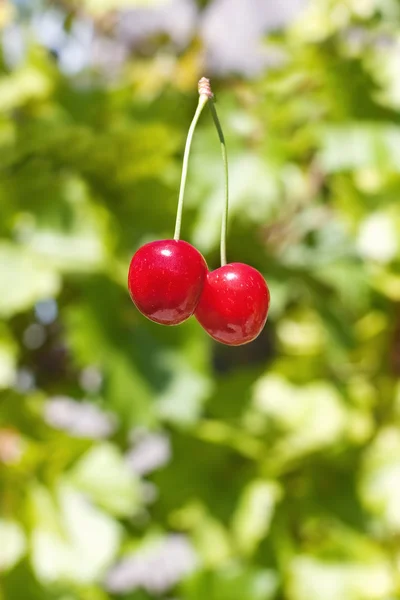 stock image Two sweet cherries