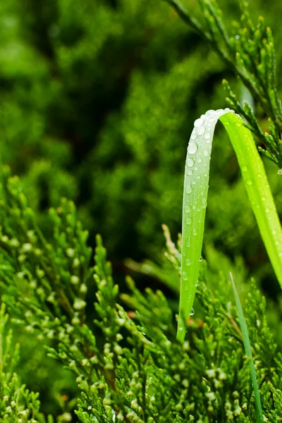 Зеленый травинка с капельками воды — стоковое фото
