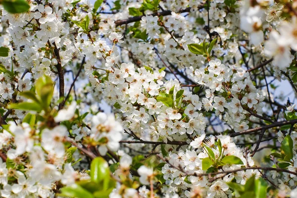 stock image Cherry tree blossoming flowers