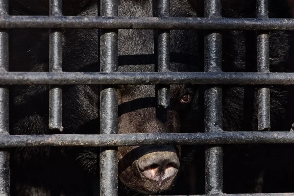 Černý medvěd pohledu za mřížemi — Stock fotografie