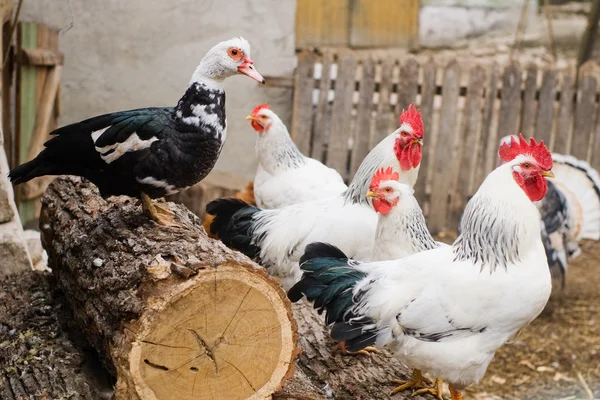 Duck with roosters and hens on poultry yard — Stock Photo, Image