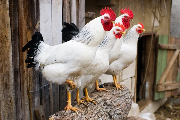 Row of chickens and cocks — Stock Photo, Image