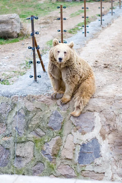 Bear sitting near electric fence — Stock Photo, Image