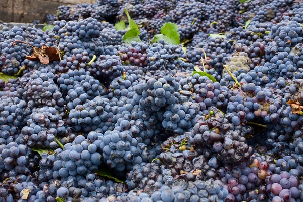 stock image Red grapes for wine making