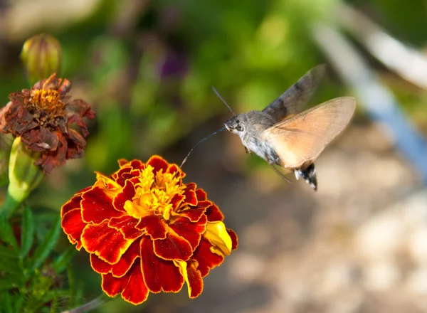 Motyl pije nektar — Zdjęcie stockowe