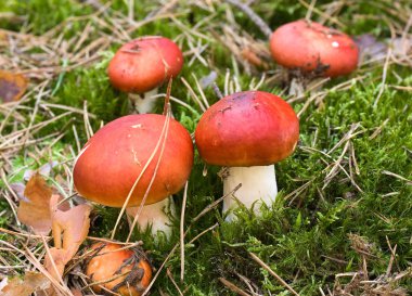 Russula clipart