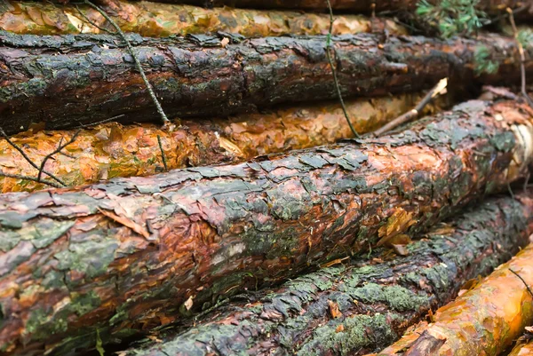 Log Pine — Stok Foto