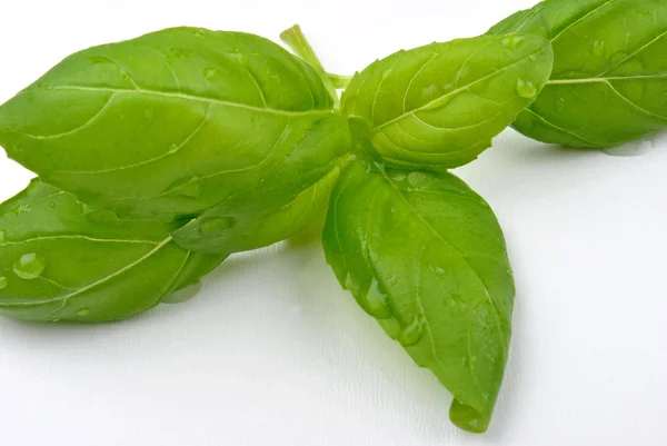 Organic leaf basil — Stock Photo, Image