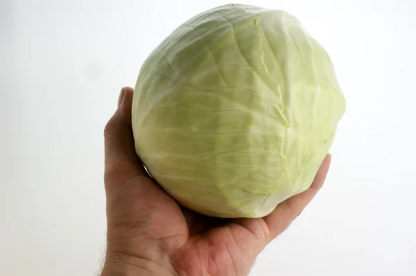Hold one organic cabbage — Stock Photo, Image