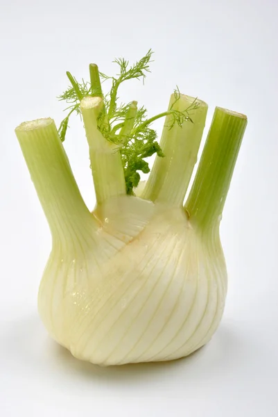 One organic fennel — Stock Photo, Image