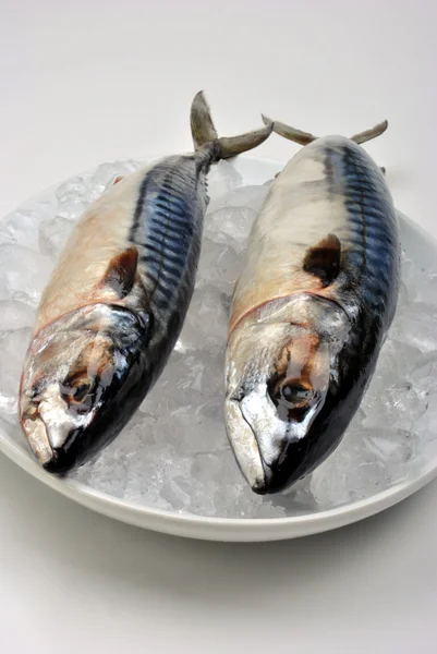 Dwa makreli na białym talerzu — Zdjęcie stockowe