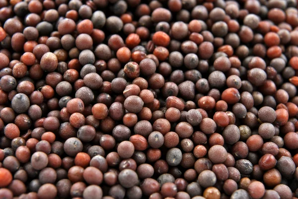 갈색 겨자 씨앗 — 스톡 사진