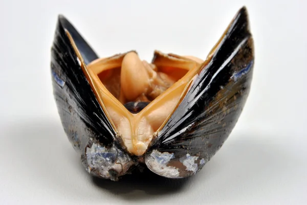 Kokta och öppnade ekologiska mussla — Stockfoto