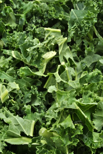 Organic tender leaf curly kale — Stock Photo, Image