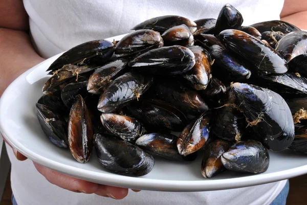 Cooked organic mussel Stock Image