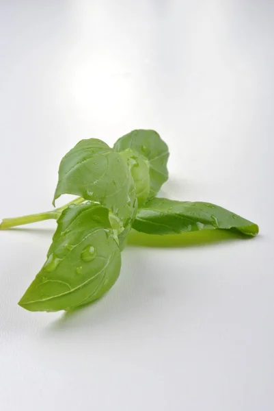 Organic leaf basil — Stock Photo, Image