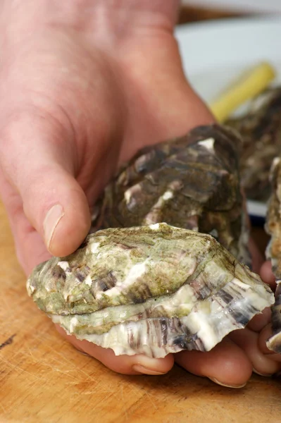 Two organic raw oyster — Stock Photo, Image