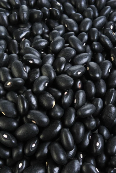 Frijoles Tortuga Negra — Foto de Stock