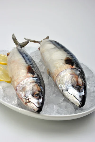 stock image Two mackerel with ice