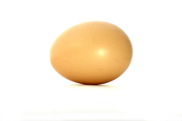 stock image One chicken egg