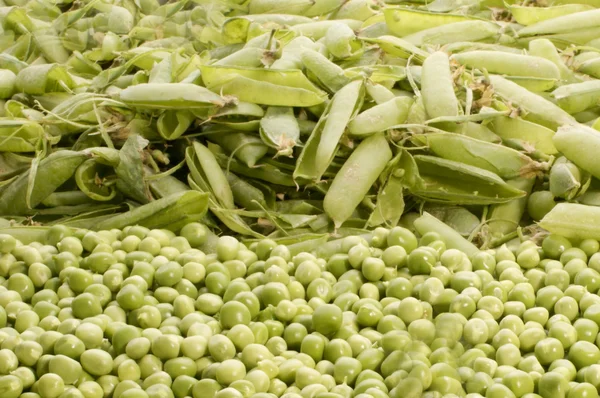 庭から新鮮なエンドウ豆 — ストック写真