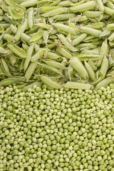 庭から新鮮なエンドウ豆 — ストック写真