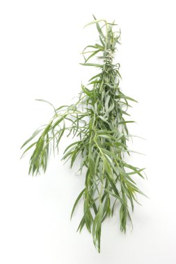 Tarragon as spice clipart