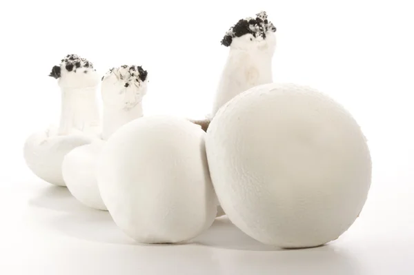 Fresh raw mushroom on a white background — Stock Photo, Image