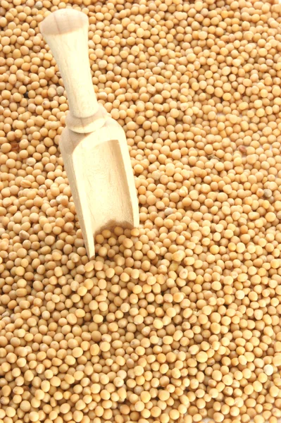 Hořčičná semena jsou malé kulaté semeno — Stock fotografie