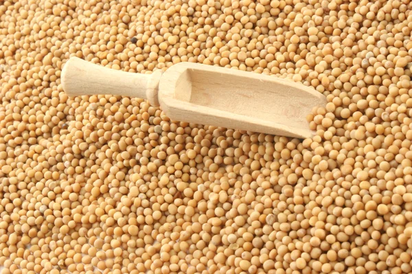 Семена горчицы крошечные круглые семена — стоковое фото