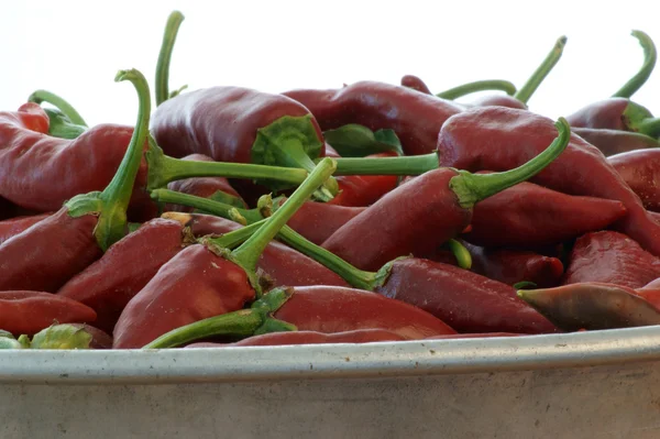 Chili rojo orgánico fresco del campo — Foto de Stock