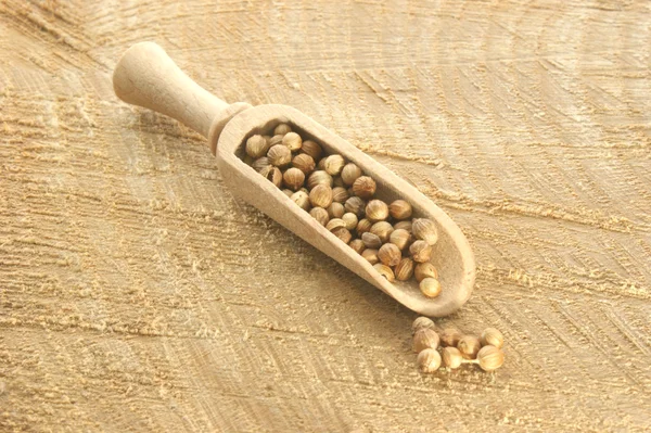 Coriander in a wooden shovel — Stock Photo, Image