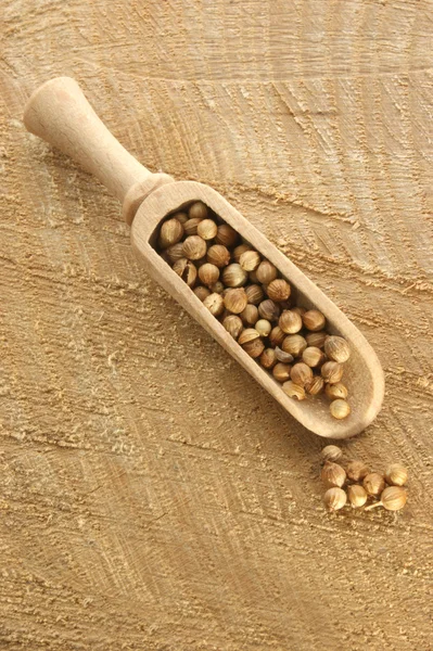 Coriander in a wooden shovel — Stock Photo, Image