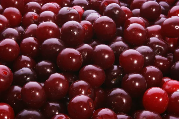 Healthy and fresh cherries — Stock Photo, Image