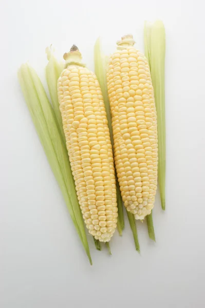 Sweet corn fresh from the field — Stock Photo, Image