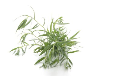 Tarragon as spice clipart