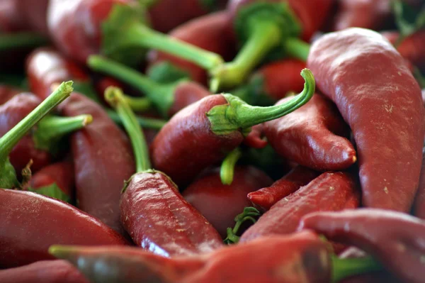 Chili rojo ecológico — Foto de Stock